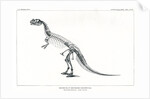 ‘Ceratosaurus nasicornis’ by Unknown